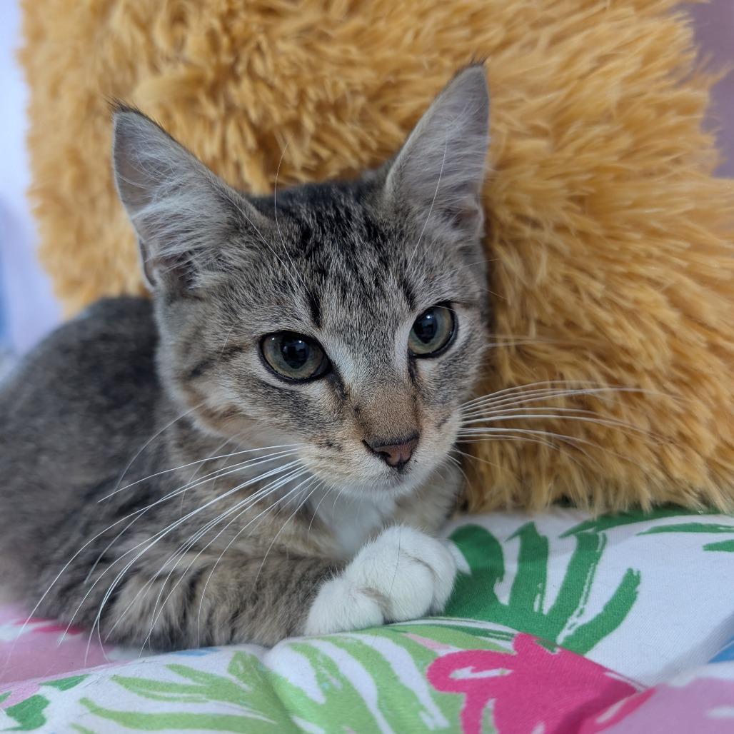 Enlarge Strip/Stripper, a Adoptable Domestic Short Hair in West Plains, MO image 3/3