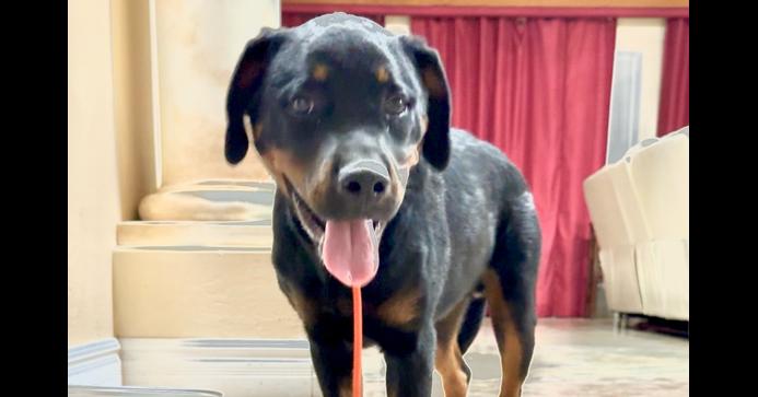 Enlarge Porter, a Adoptable Rottweiler in Gilbert, AZ image 1/4