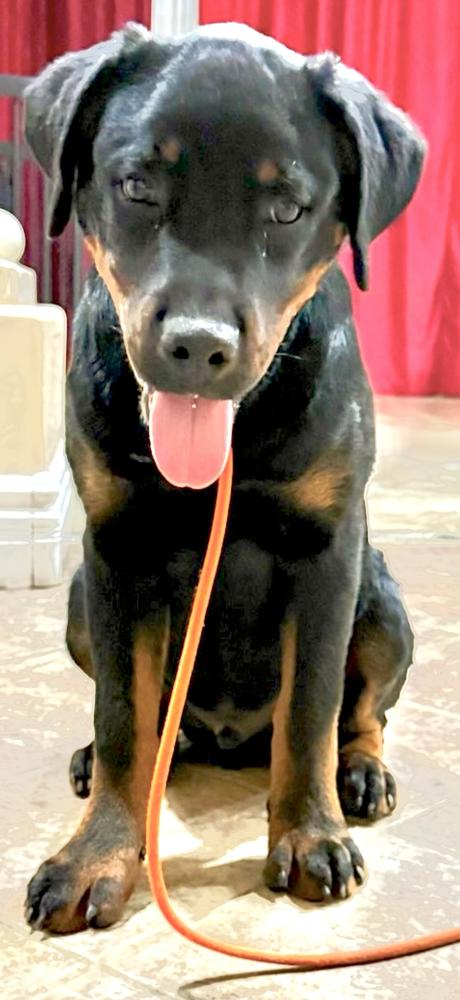 Porter, Adoptable, Puppy Male Rottweiler.
