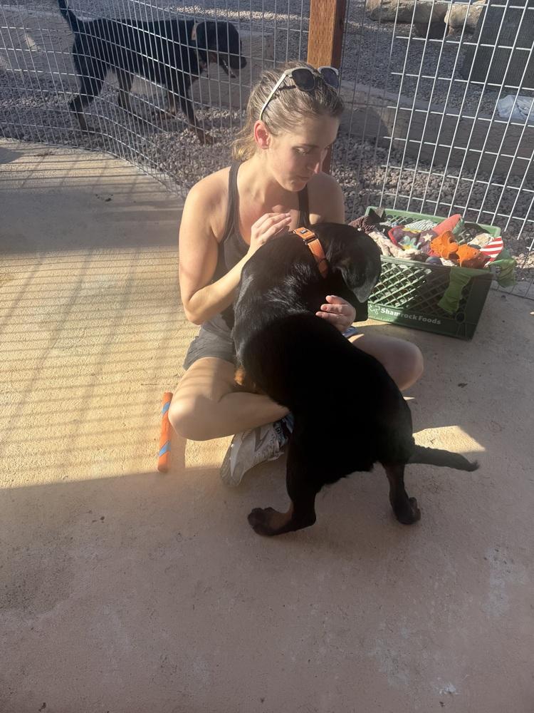 Enlarge Porter, a Adoptable Rottweiler in Gilbert, AZ image 3/4