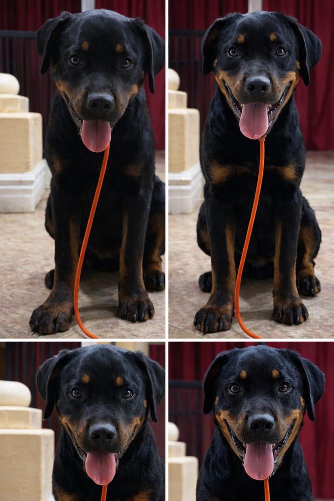 Porter, Adoptable, Puppy Male Rottweiler.