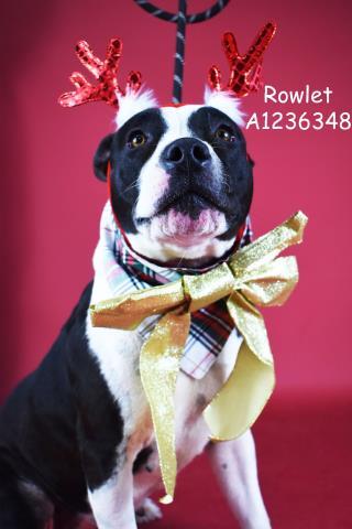 Enlarge Rowlet, a Adoptable Pit Bull Terrier in Thousand Oaks, CA image 1/1