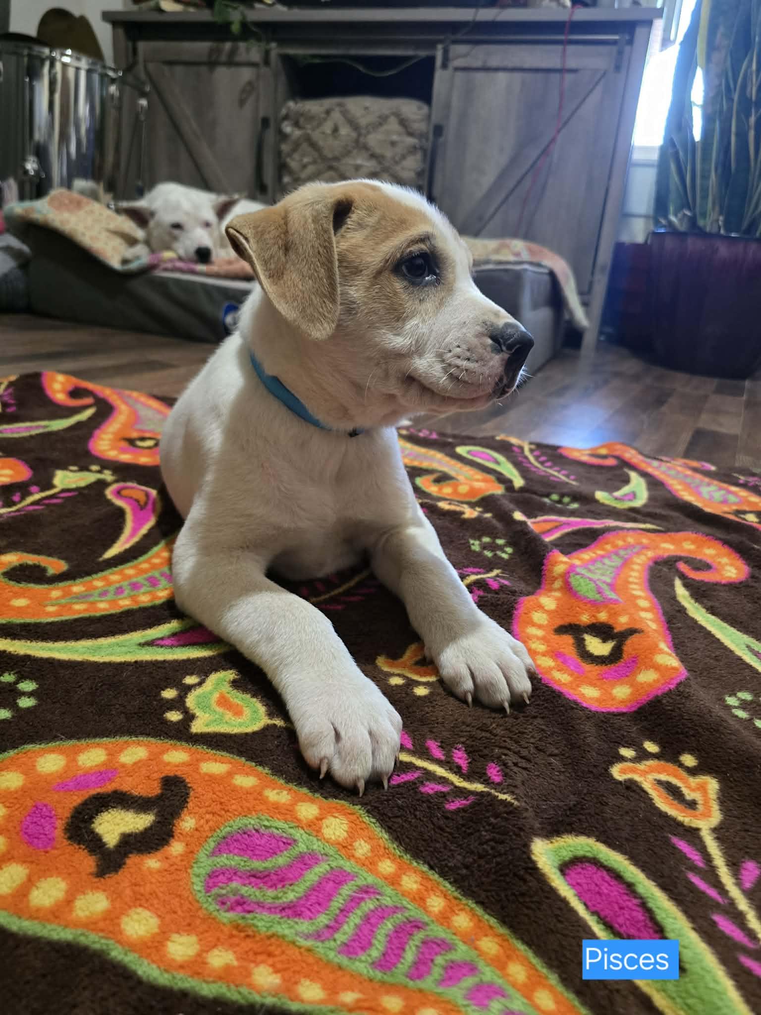 Enlarge Pisces, a Adoptable mixed breed in Franklin, MA image 3/5