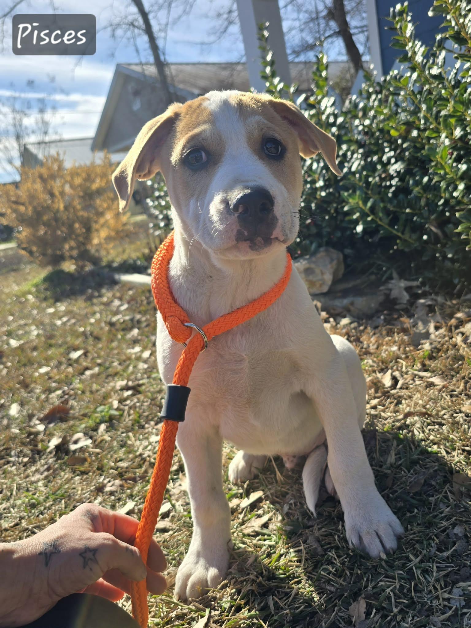 Enlarge Pisces, a Adoptable mixed breed in Franklin, MA image 2/5