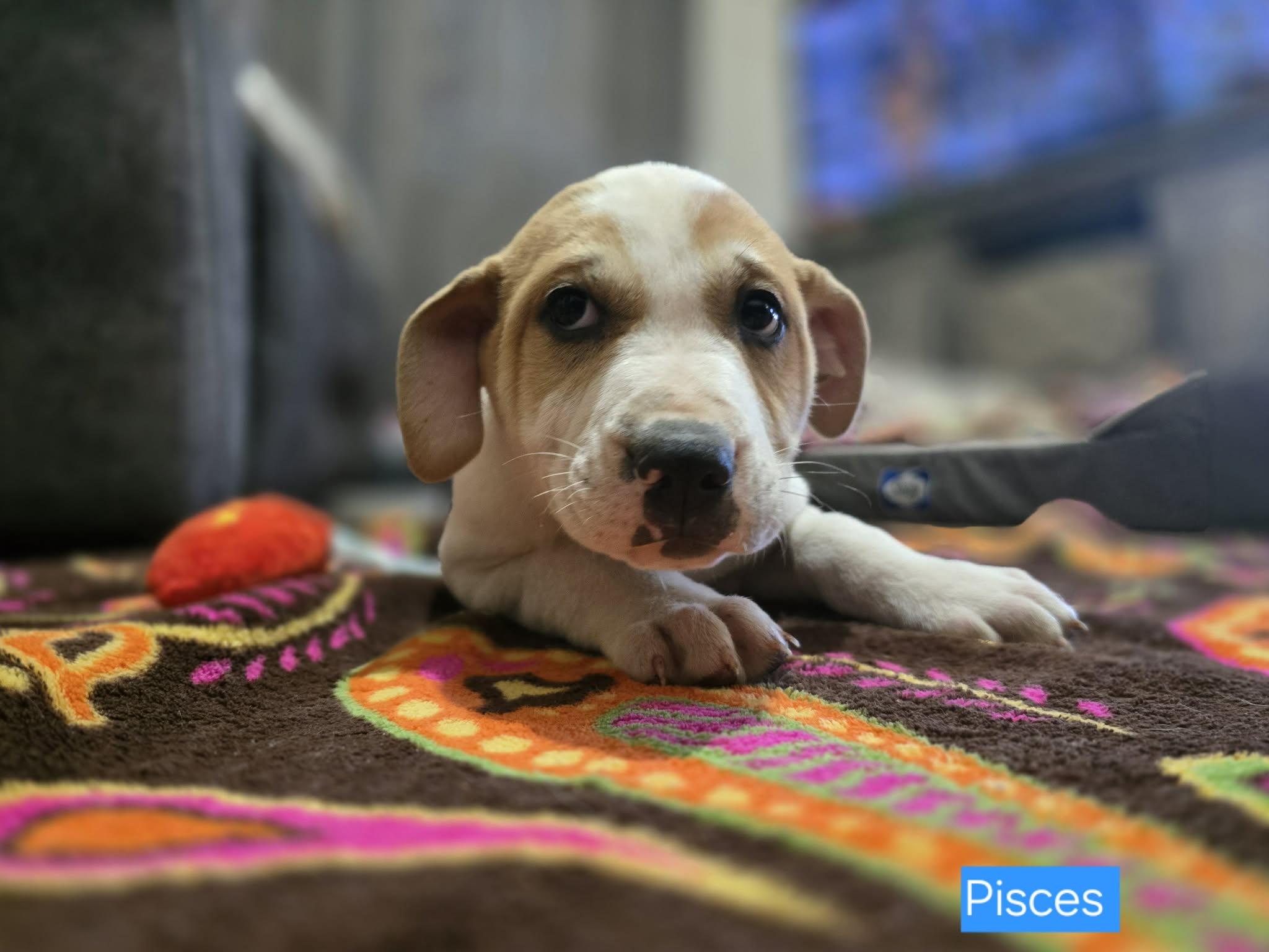 Enlarge Pisces, a Adoptable mixed breed in Franklin, MA image 4/5