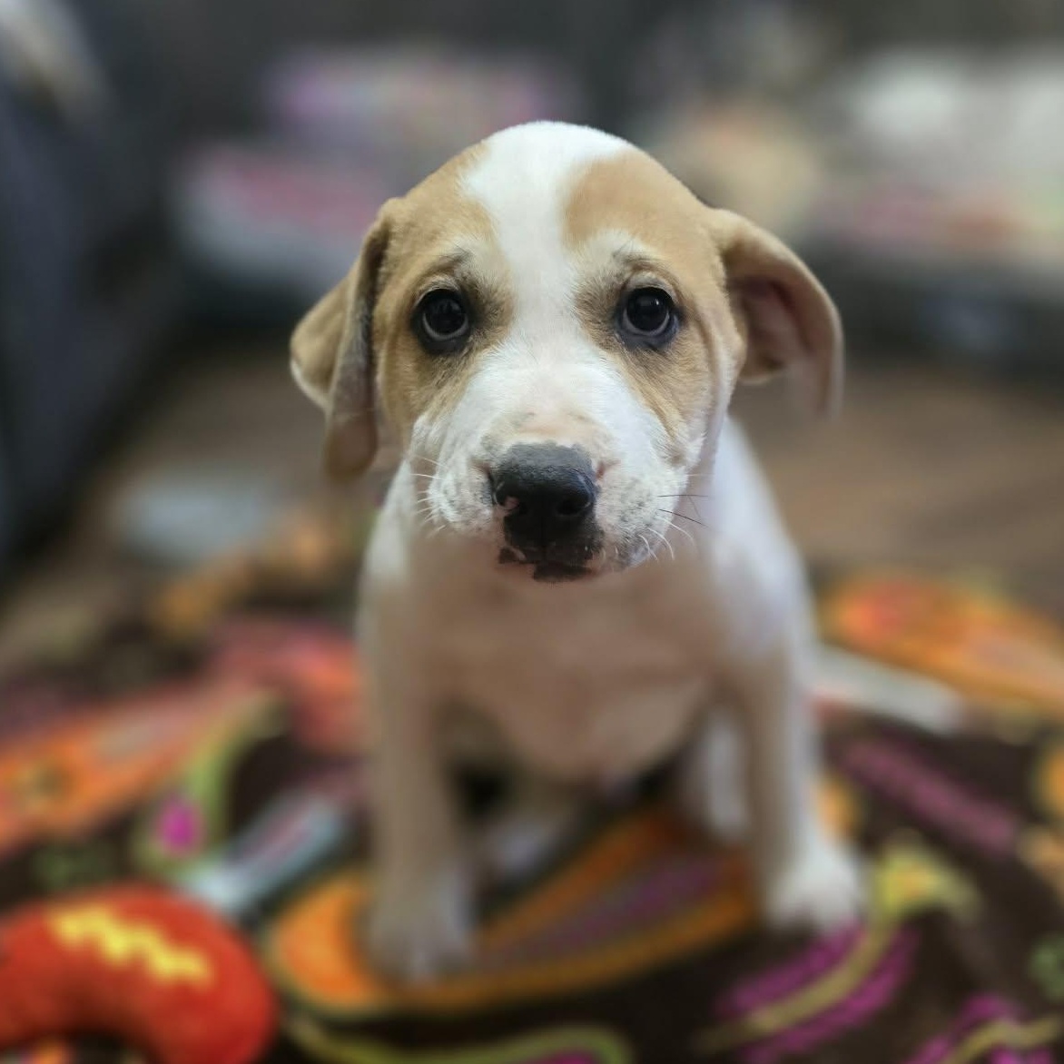 Enlarge Pisces, a Adoptable mixed breed in Franklin, MA image 1/5