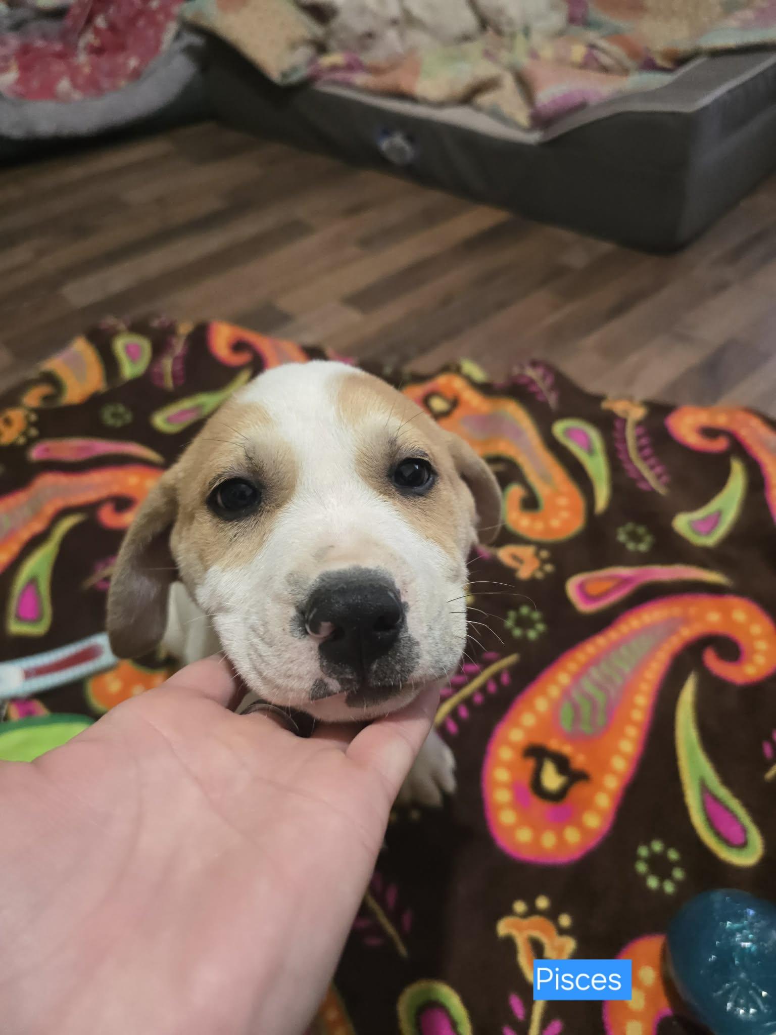 Enlarge Pisces, a Adoptable mixed breed in Franklin, MA image 5/5