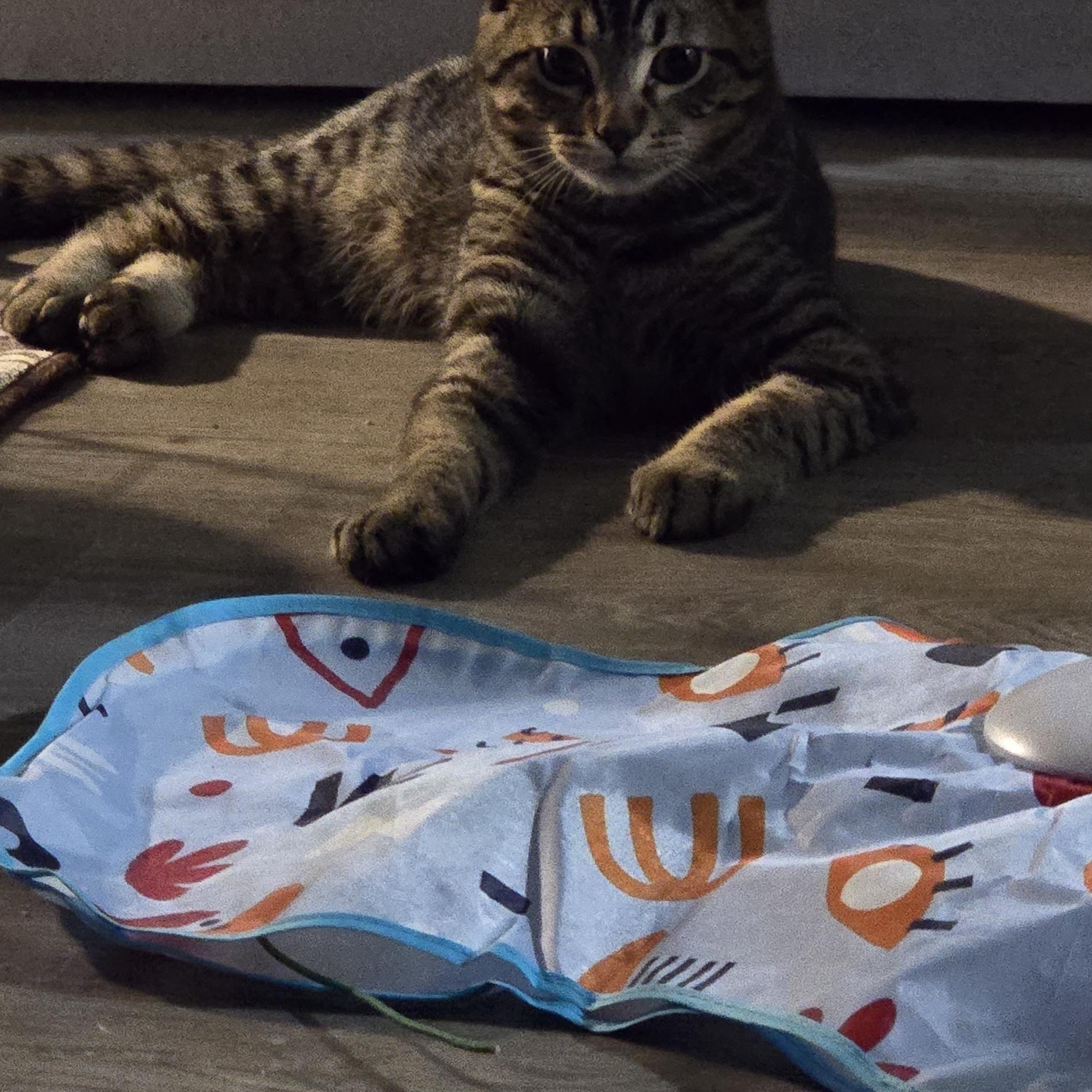 Enlarge Coal & Oakley, a ADOPTABLE Domestic Short Hair in Arlington, WA image 4/5