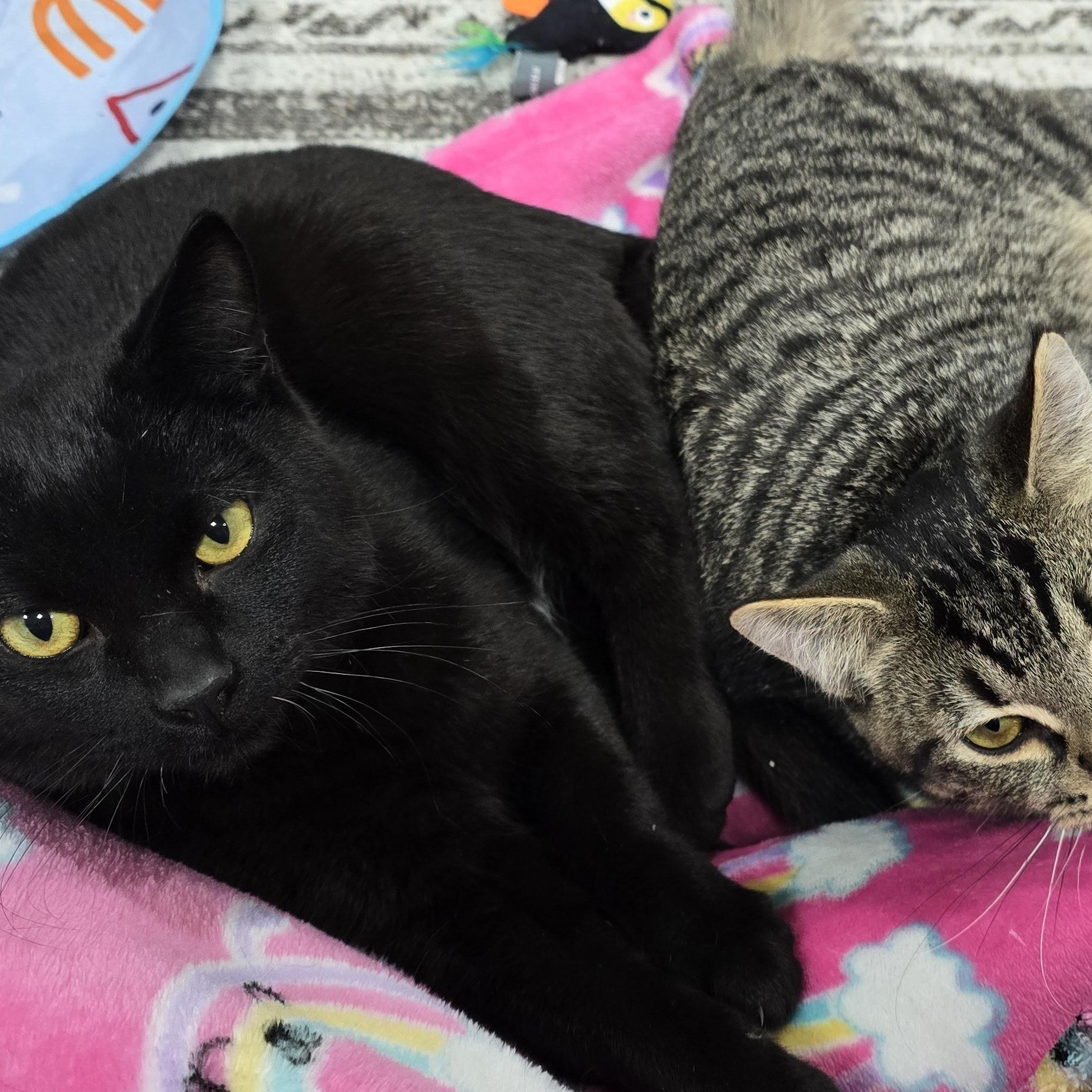 Enlarge Coal & Oakley, a ADOPTABLE Domestic Short Hair in Arlington, WA image 1/5