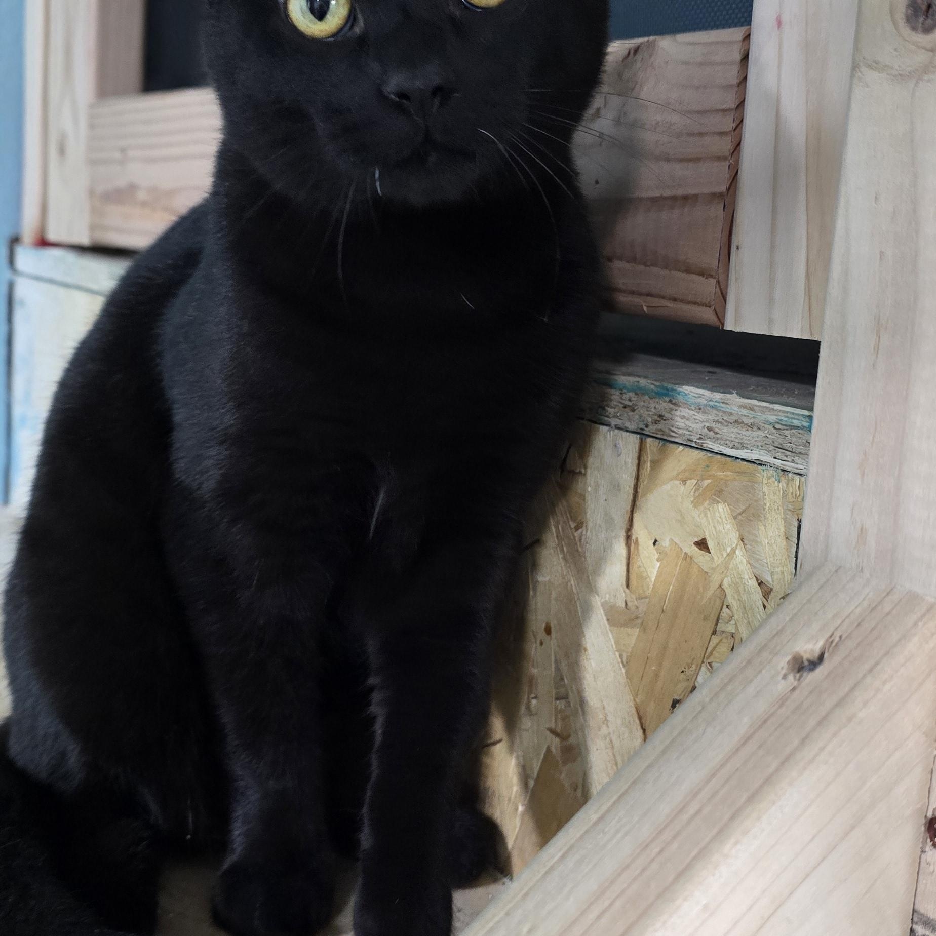 Enlarge Coal & Oakley, a ADOPTABLE Domestic Short Hair in Arlington, WA image 5/5