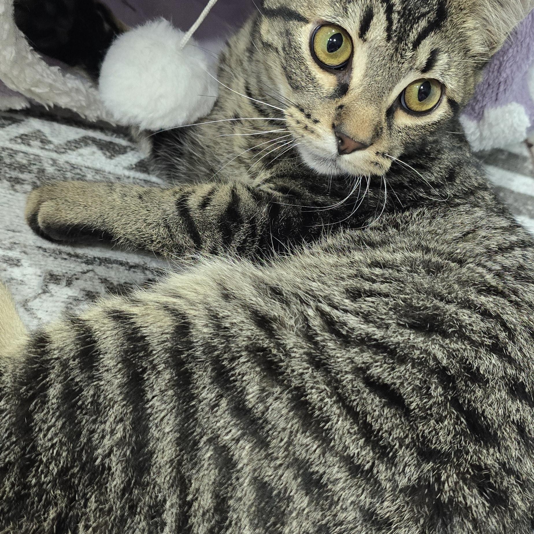 Enlarge Coal & Oakley, a ADOPTABLE Domestic Short Hair in Arlington, WA image 2/5