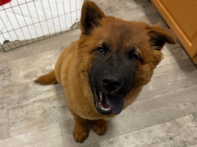 Enlarge SPOT, a Adoptable mixed breed in Ames, IA image 1/1