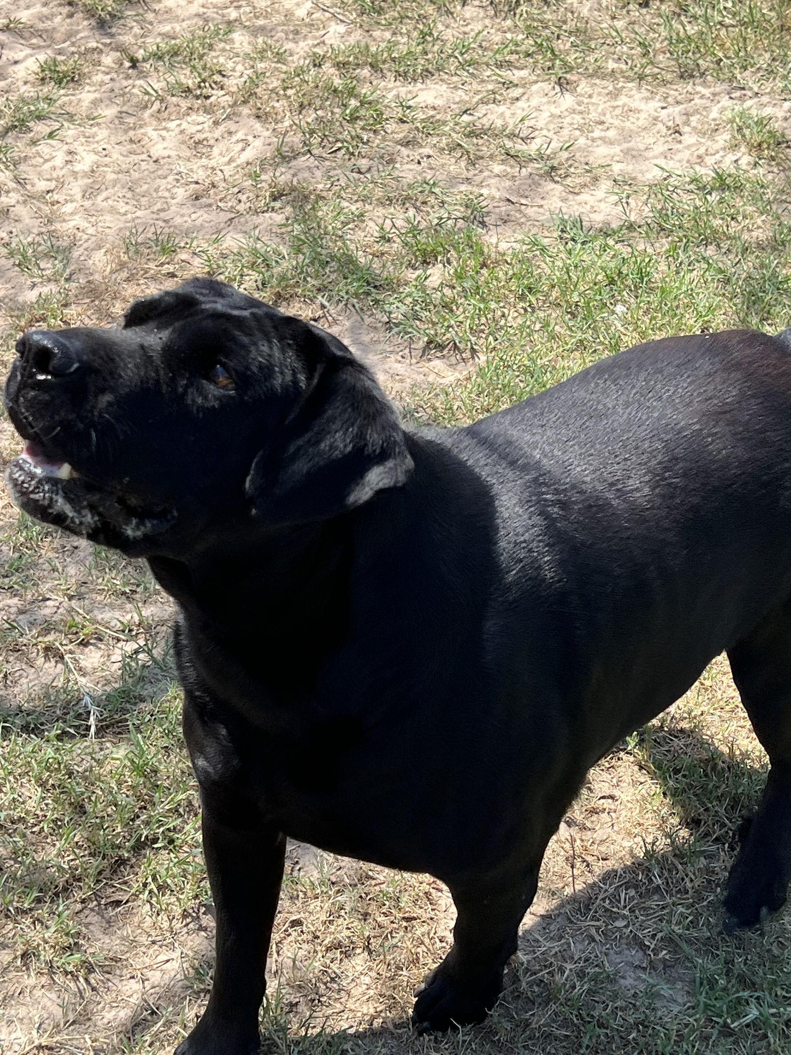 Drax - Adoptable Pet | Petfinder | Petfinder