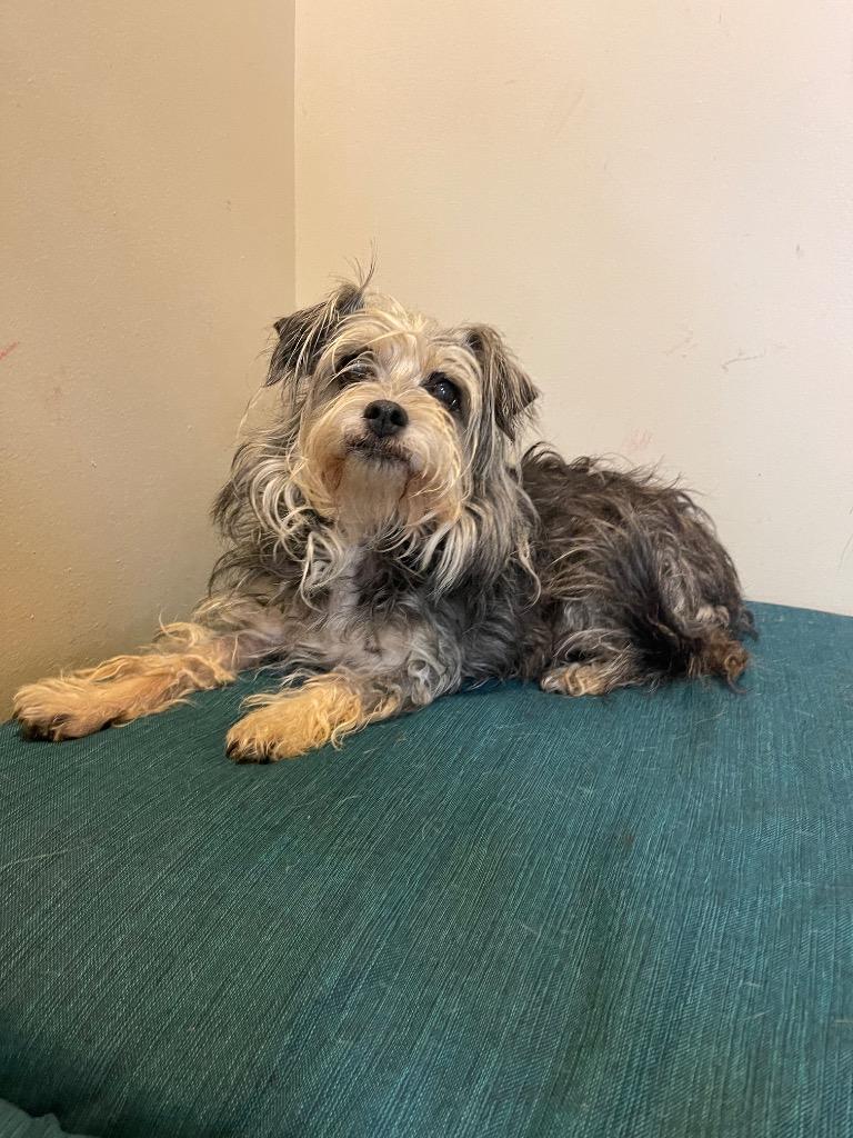 Gia, Adoptable, Senior Female Mixed Breed.