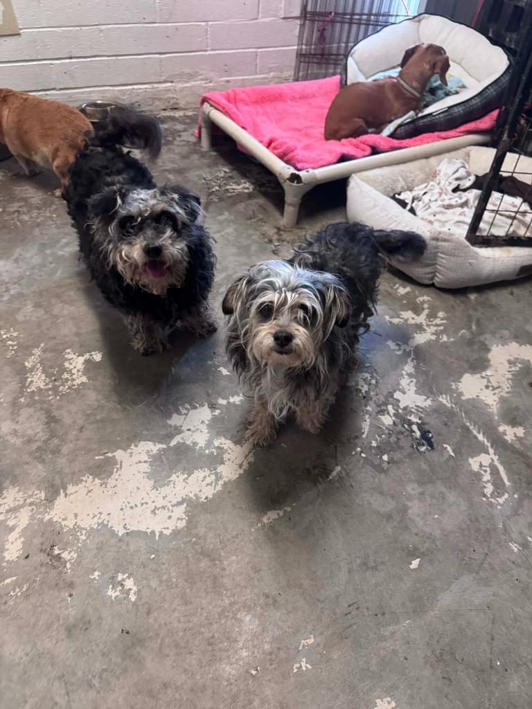 Gia, Adoptable, Senior Female Mixed Breed.