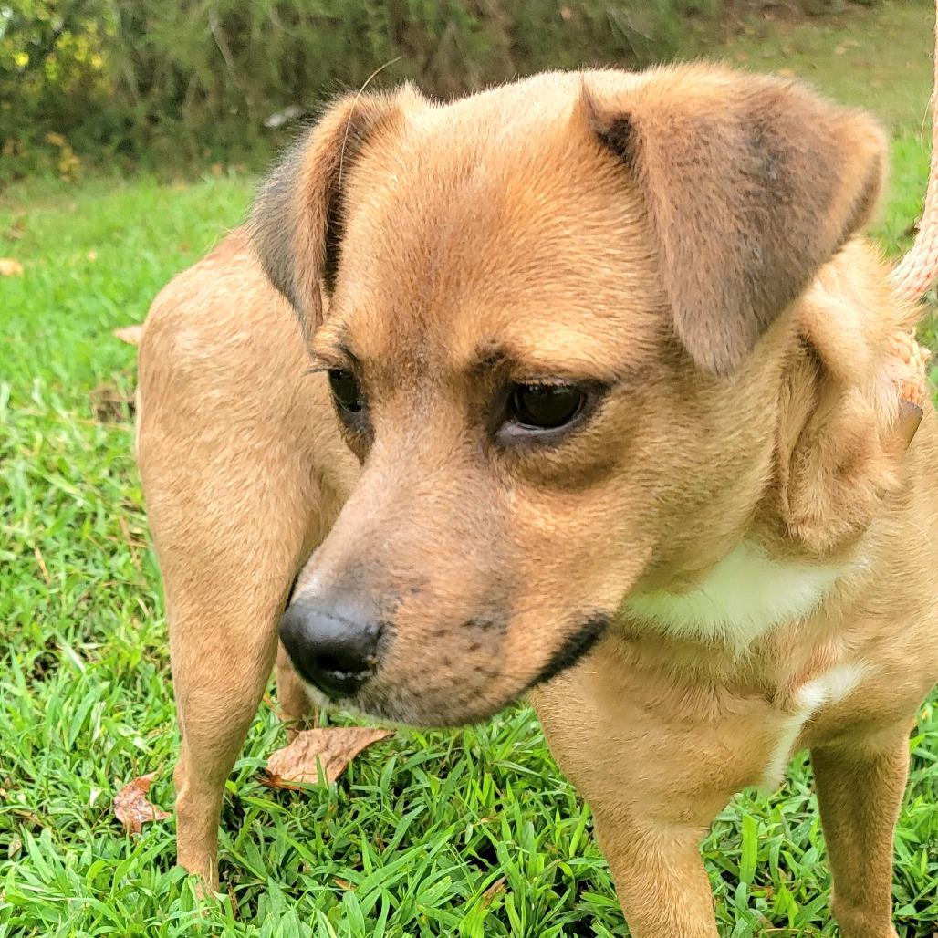 Red, a Adoptable Mixed Breed in Valley, AL image 1/6