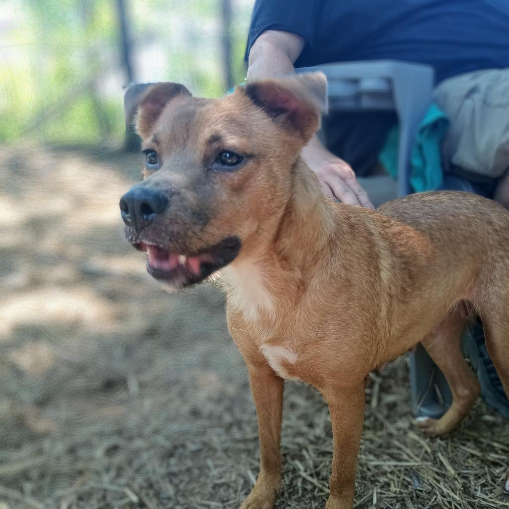 Red, a Adoptable Mixed Breed in Valley, AL image 2/6