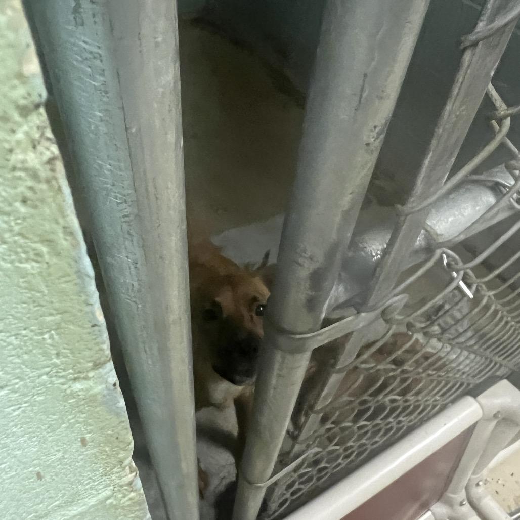 Red, a Adoptable Mixed Breed in Valley, AL image 4/6