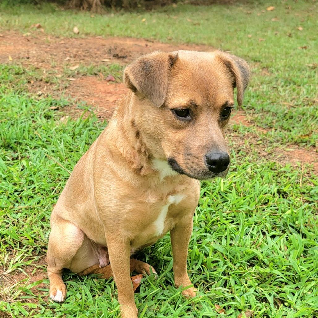 Red, a Adoptable Mixed Breed in Valley, AL image 5/6