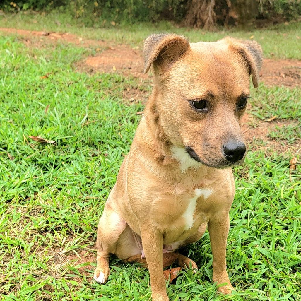 Red, a Adoptable Mixed Breed in Valley, AL image 6/6