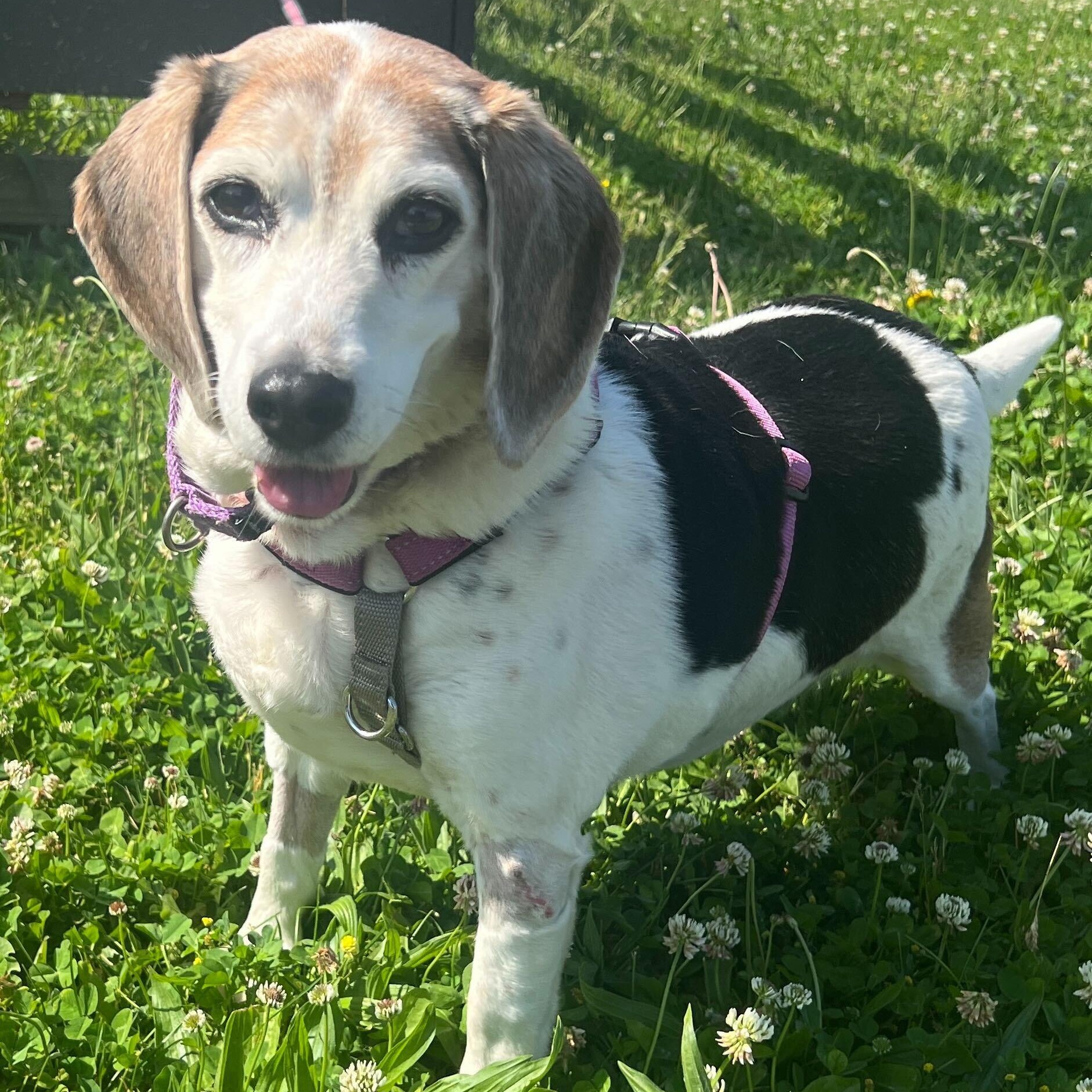 Enlarge Sarah, an adoptable mixed breed in Canal Winchester, OH image 1/5