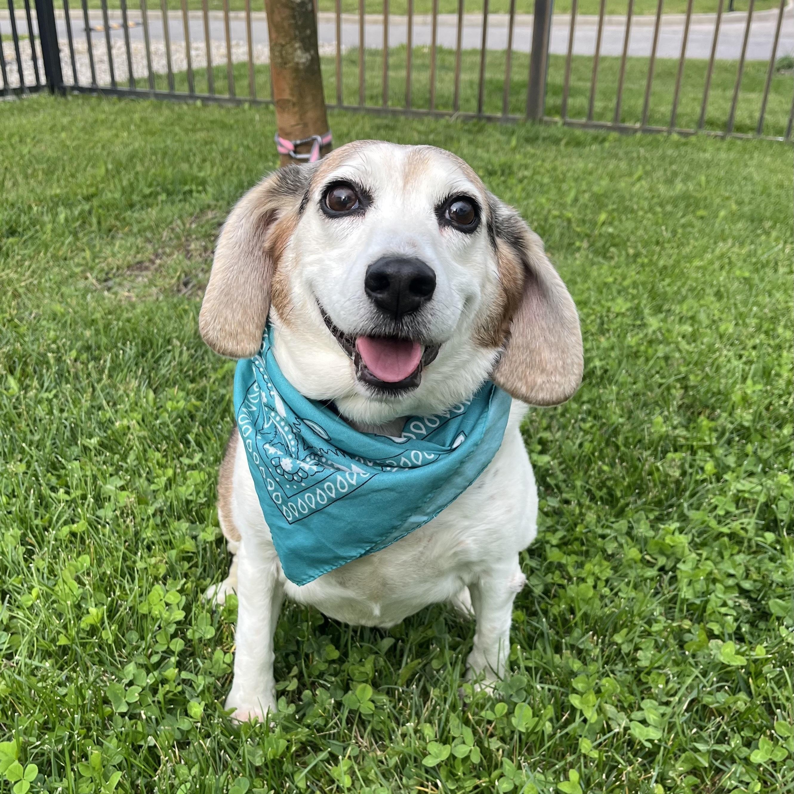 Enlarge Sarah, an adoptable mixed breed in Canal Winchester, OH image 2/5