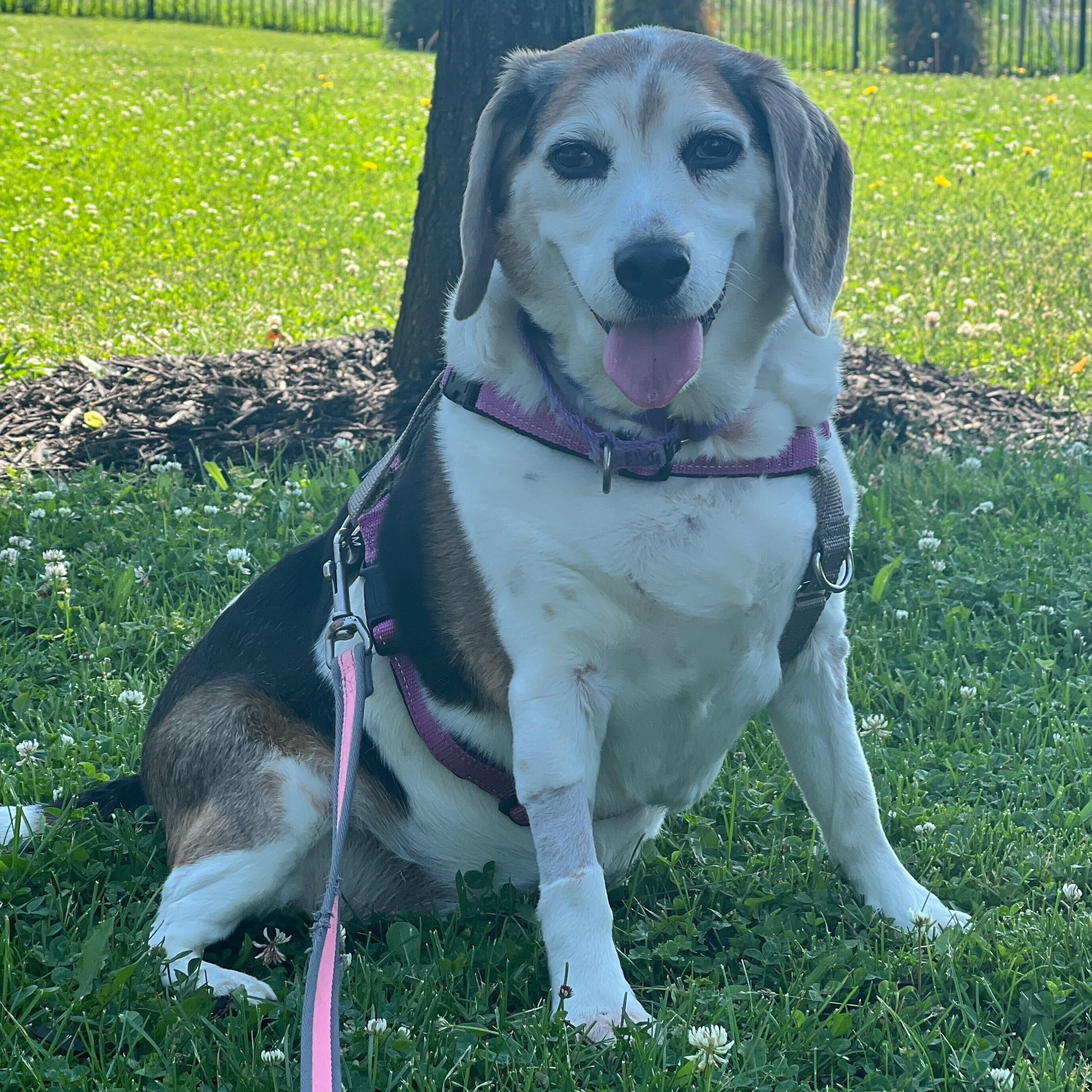 Enlarge Sarah, an adoptable mixed breed in Canal Winchester, OH image 5/5