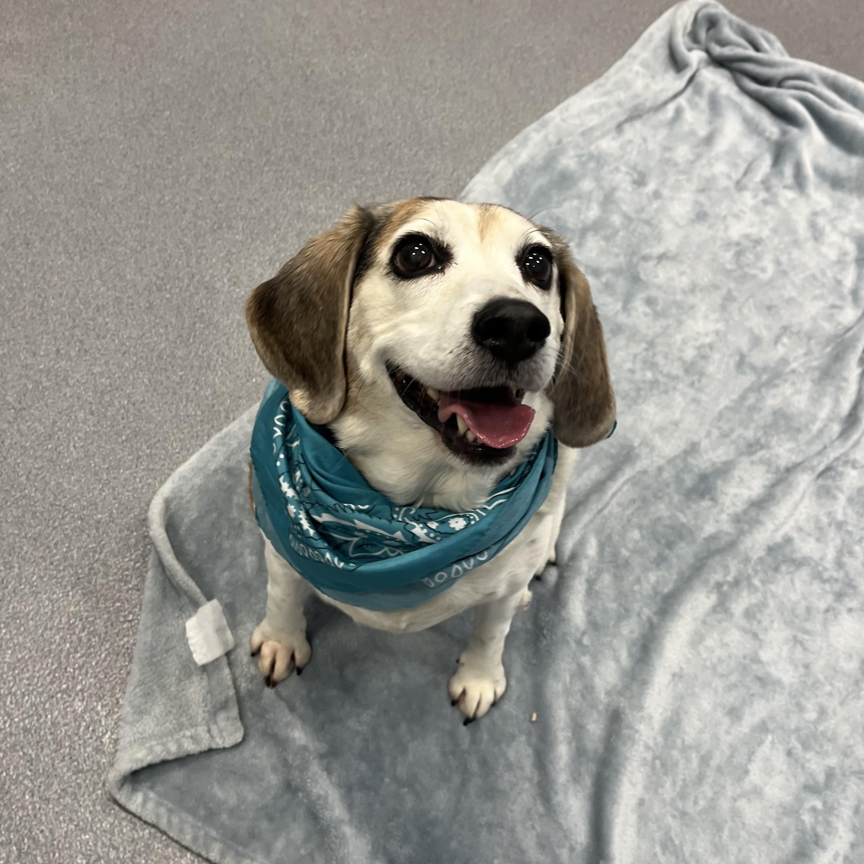 Enlarge Sarah, an adoptable mixed breed in Canal Winchester, OH image 3/5