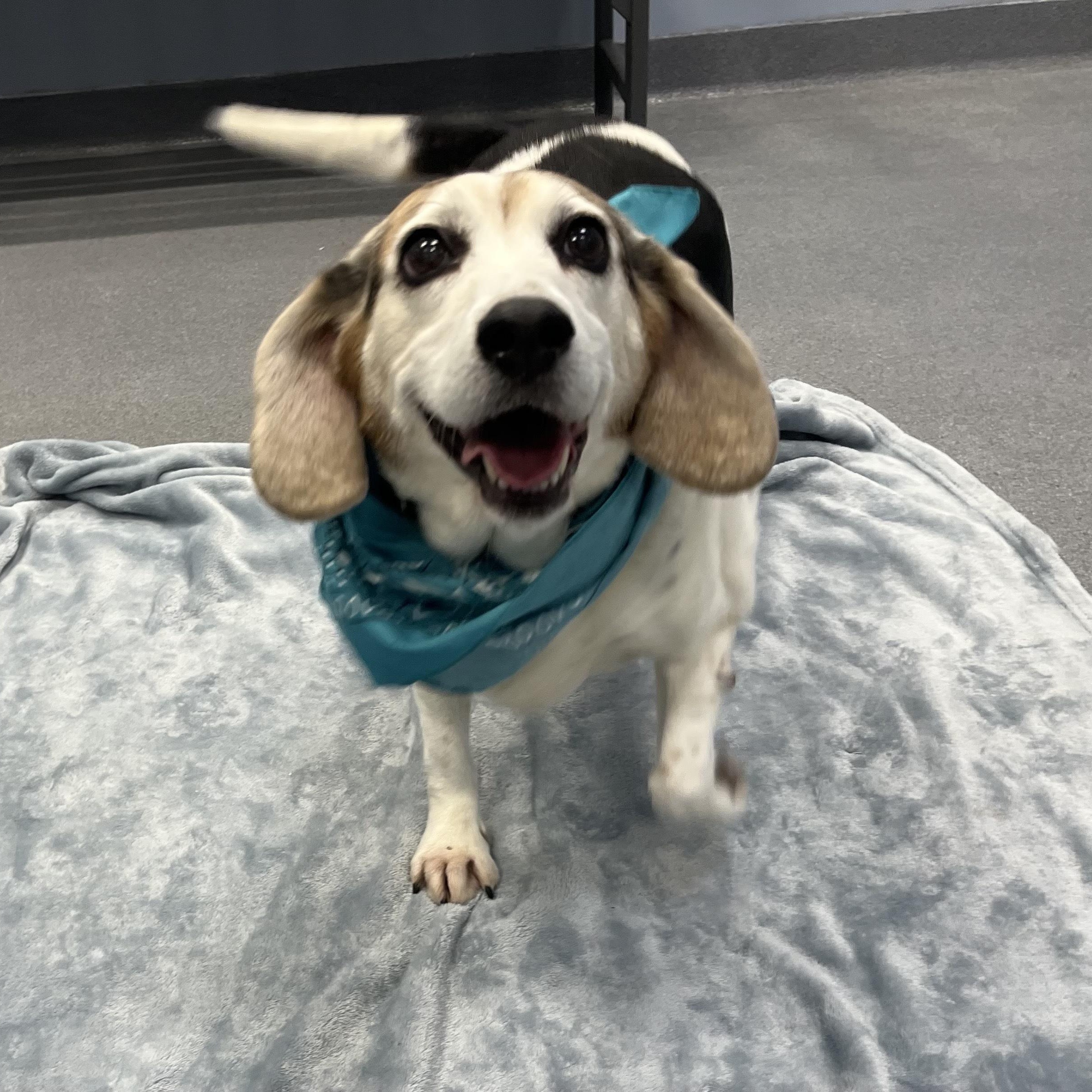 Enlarge Sarah, an adoptable mixed breed in Canal Winchester, OH image 4/5
