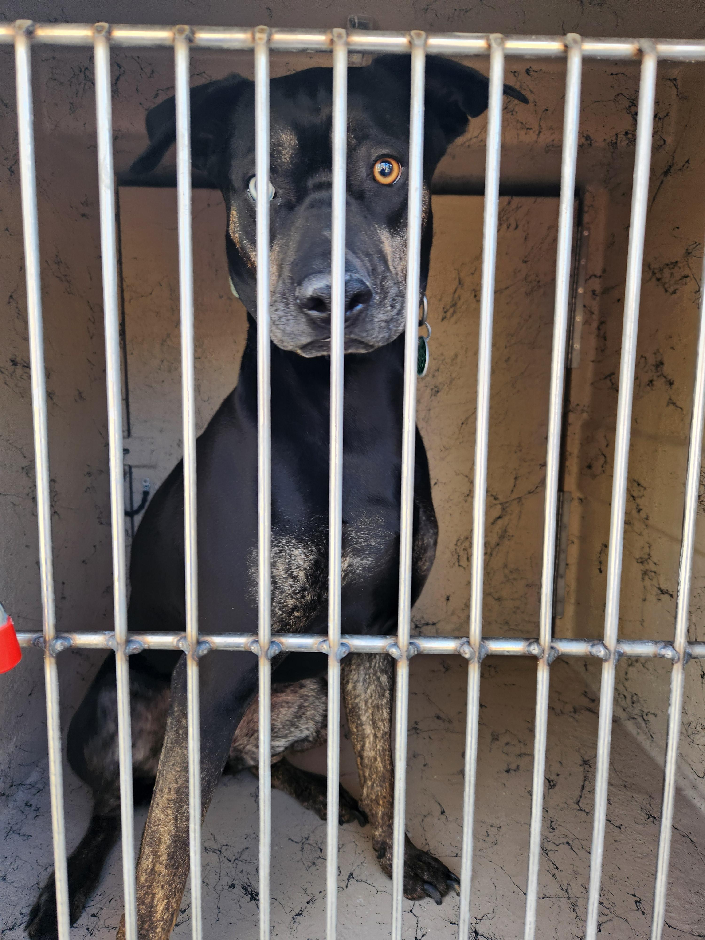 *Found*, adopted, Young Female Pit Bull Terrier.