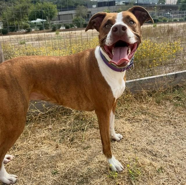 Enlarge BAILEY, a Adoptable mixed breed in San Luis Obispo, CA image 1/1