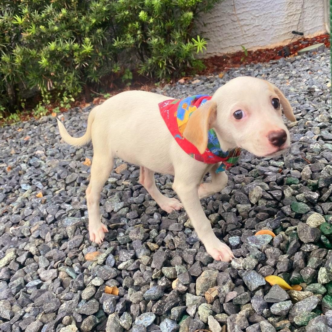 Tatiana "here I Wait." thumbnail 3