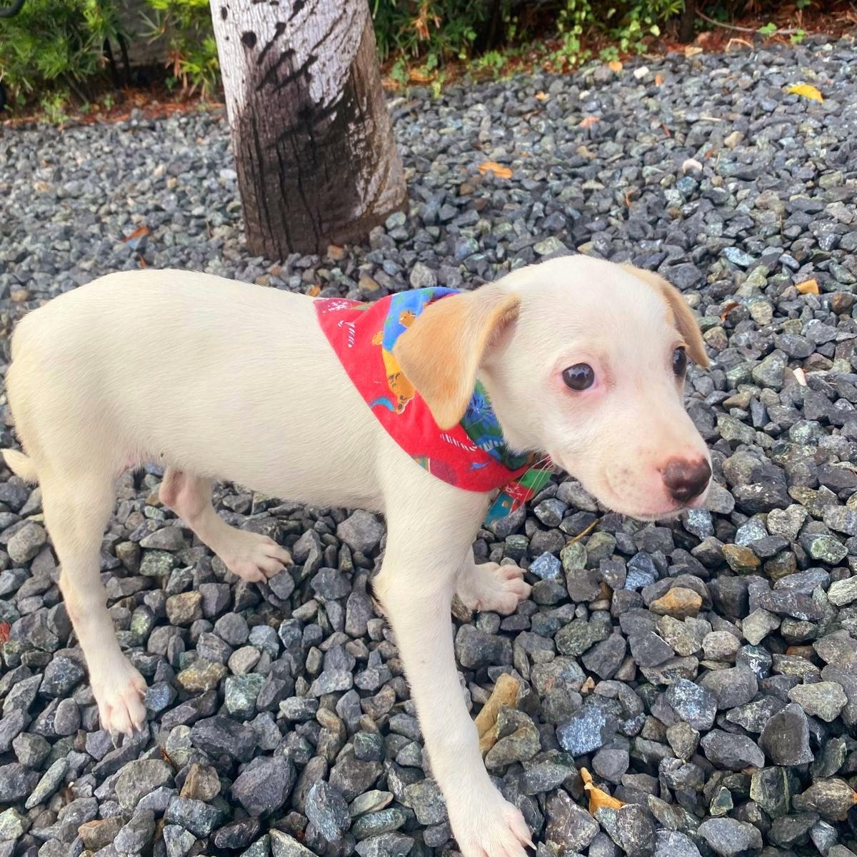 Tatiana "here I Wait." thumbnail 4