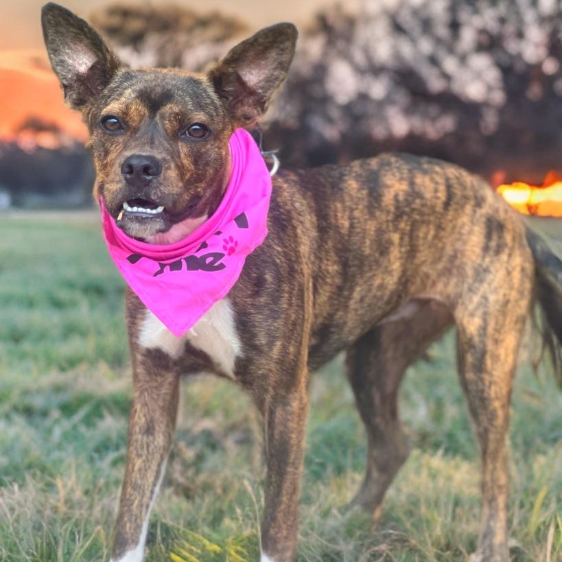 Juniper, adoptable, Young Female Boston Terrier & Rat Terrier.