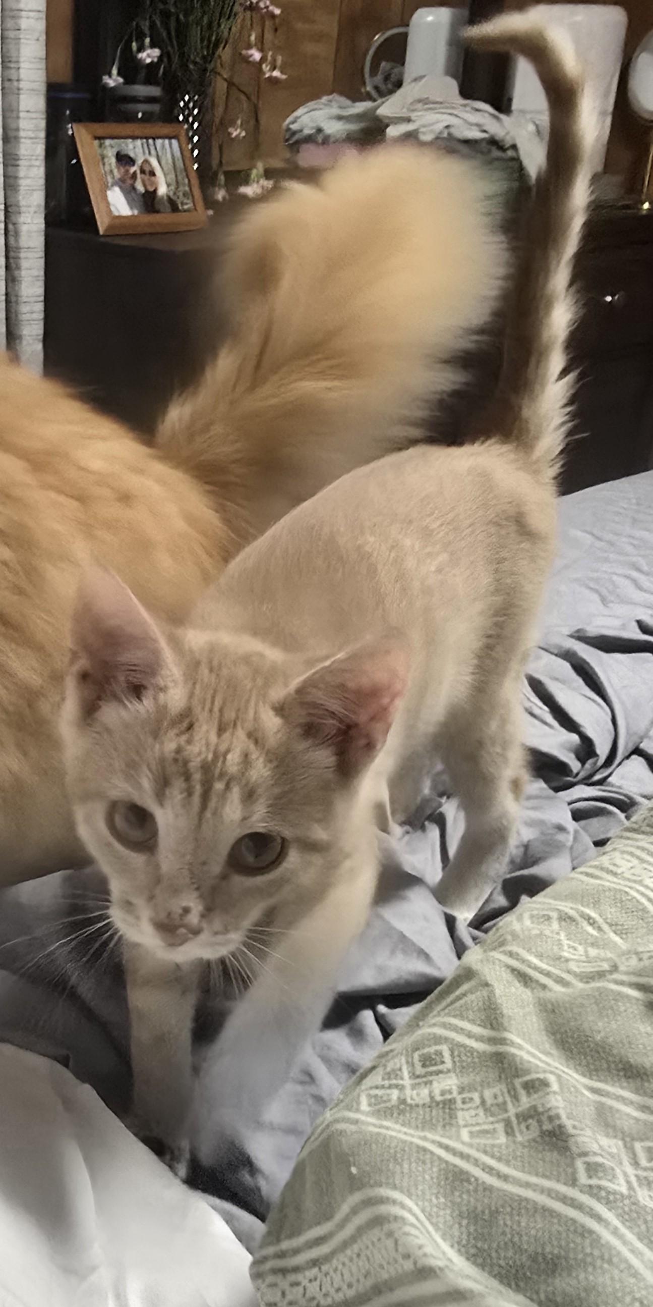 Macchiato, Adopted, Kitten Male Domestic Short Hair.