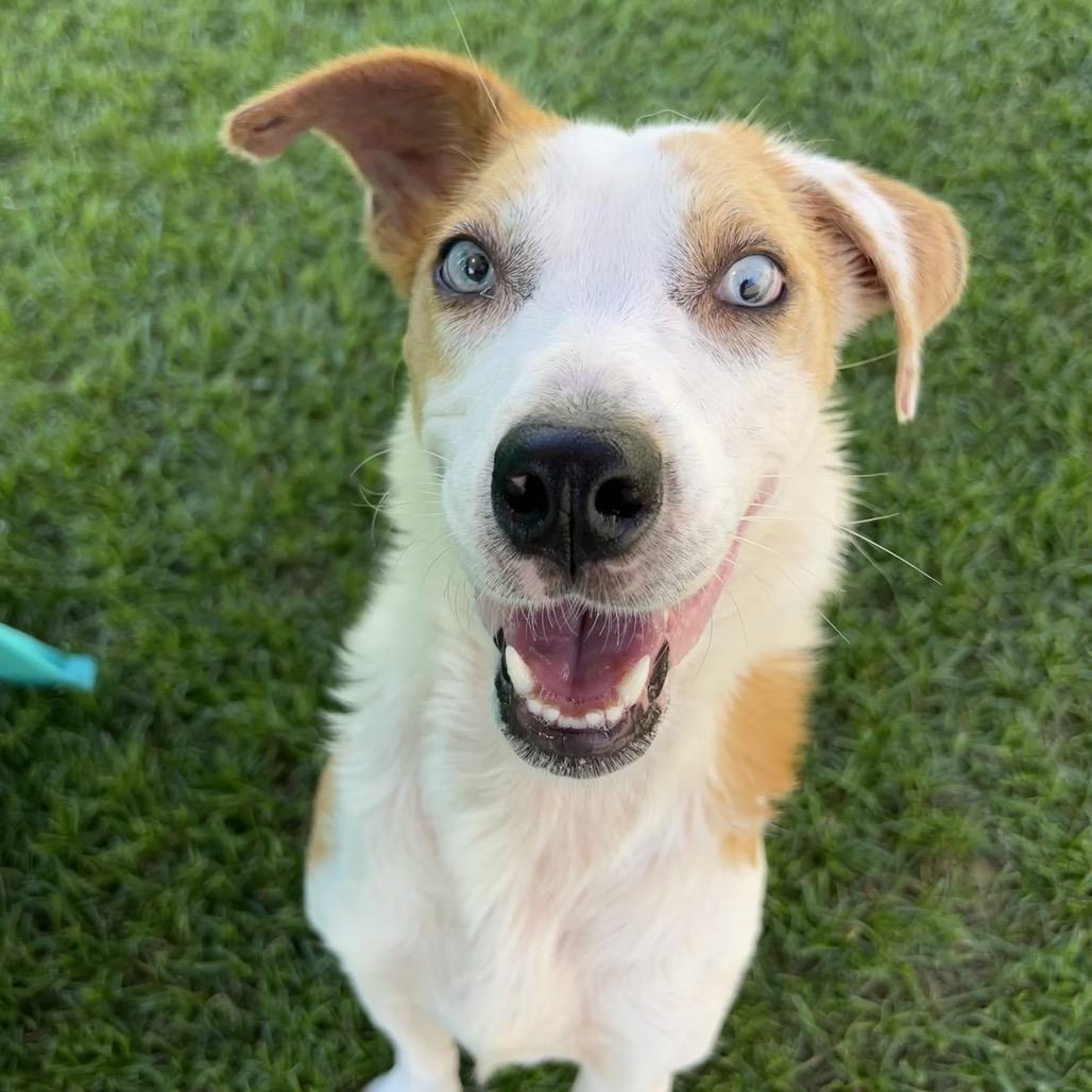 Penny, Adoptable, Adult Female Mixed Breed & Mixed Breed.