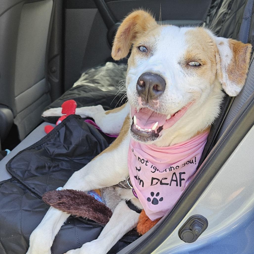 Penny, Adoptable, Adult Female Mixed Breed & Mixed Breed.