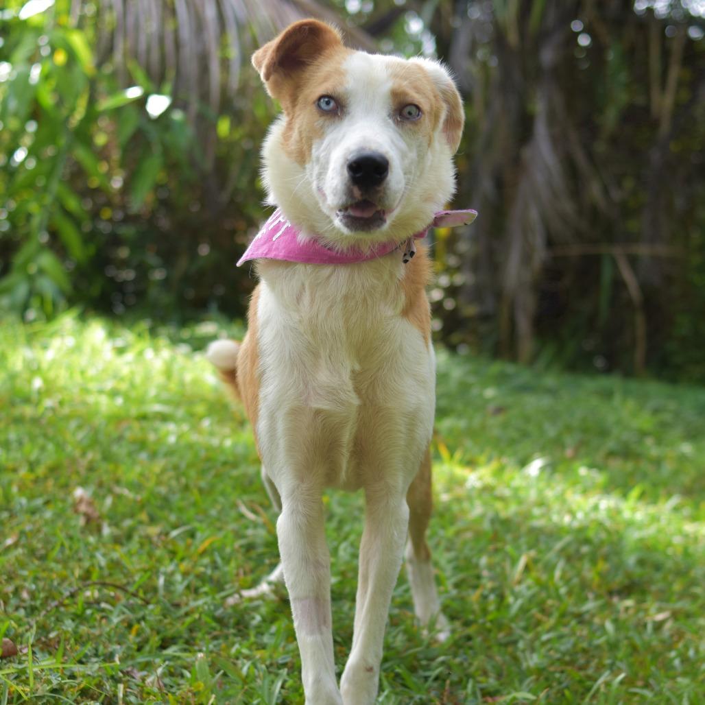 Enlarge Penny, a Adoptable mixed breed in Kailua Kona, HI image 2/6