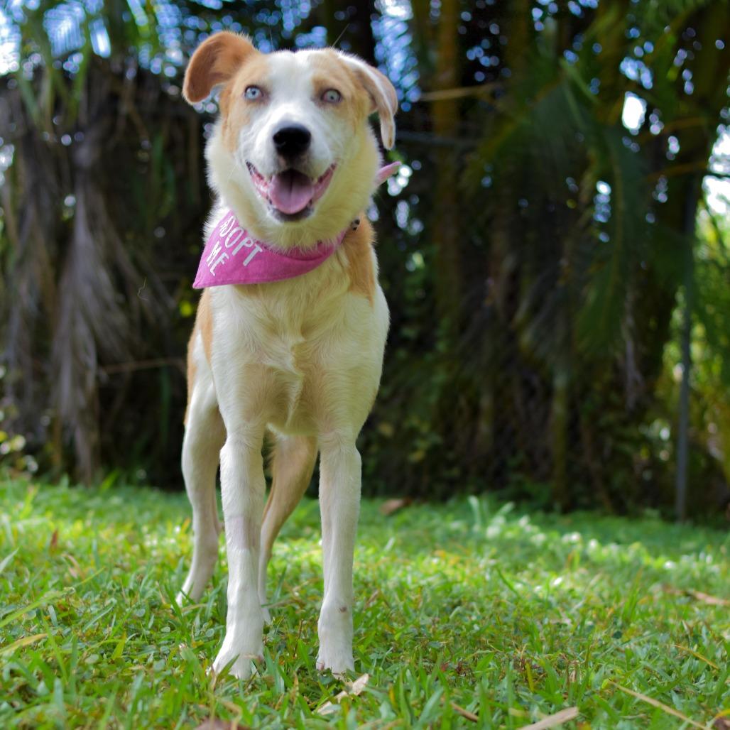 Enlarge Penny, a Adoptable mixed breed in Kailua Kona, HI image 3/6