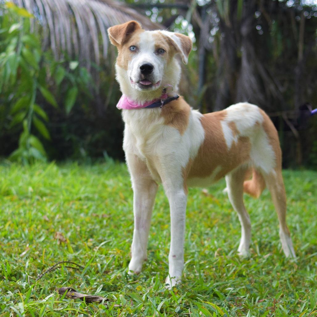 Penny, a Adoptable mixed breed in Kailua Kona, HI image 3/6