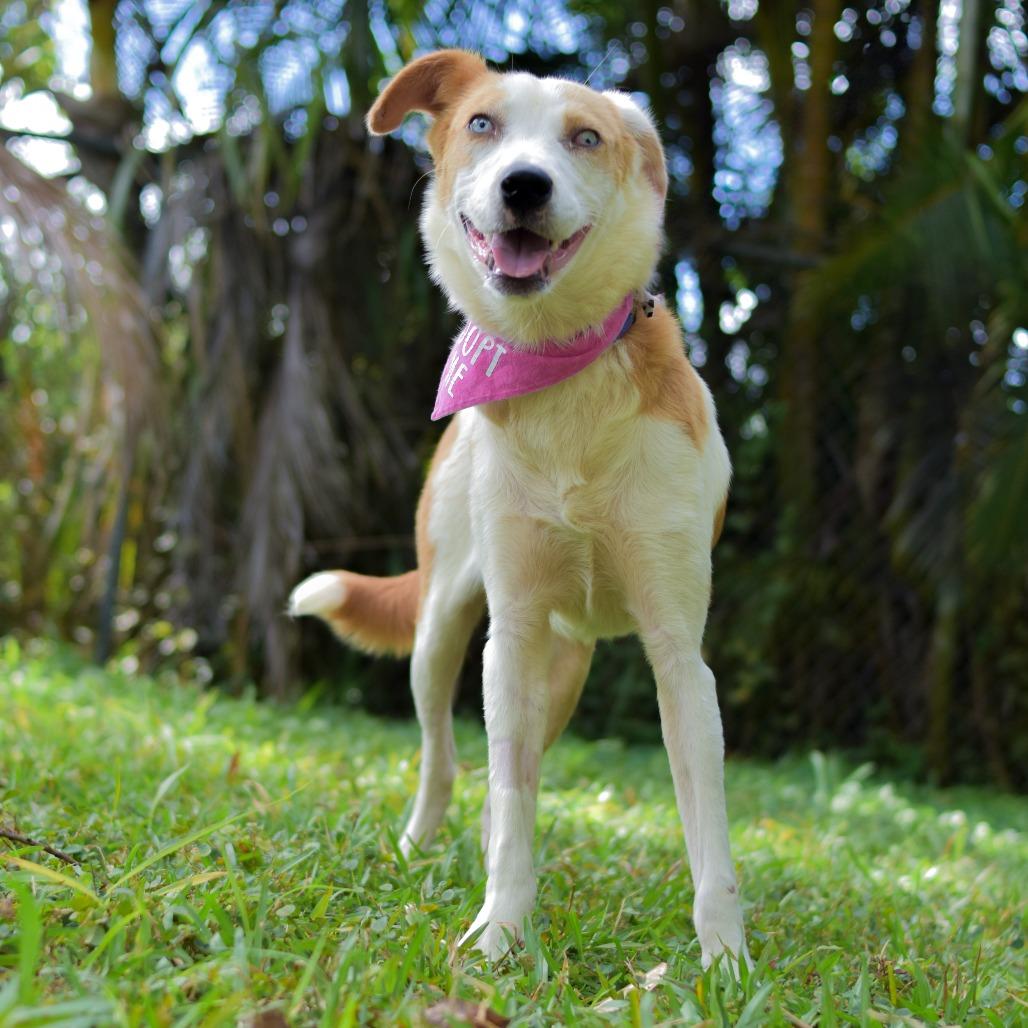 Enlarge Penny, a Adoptable mixed breed in Kailua Kona, HI image 4/6