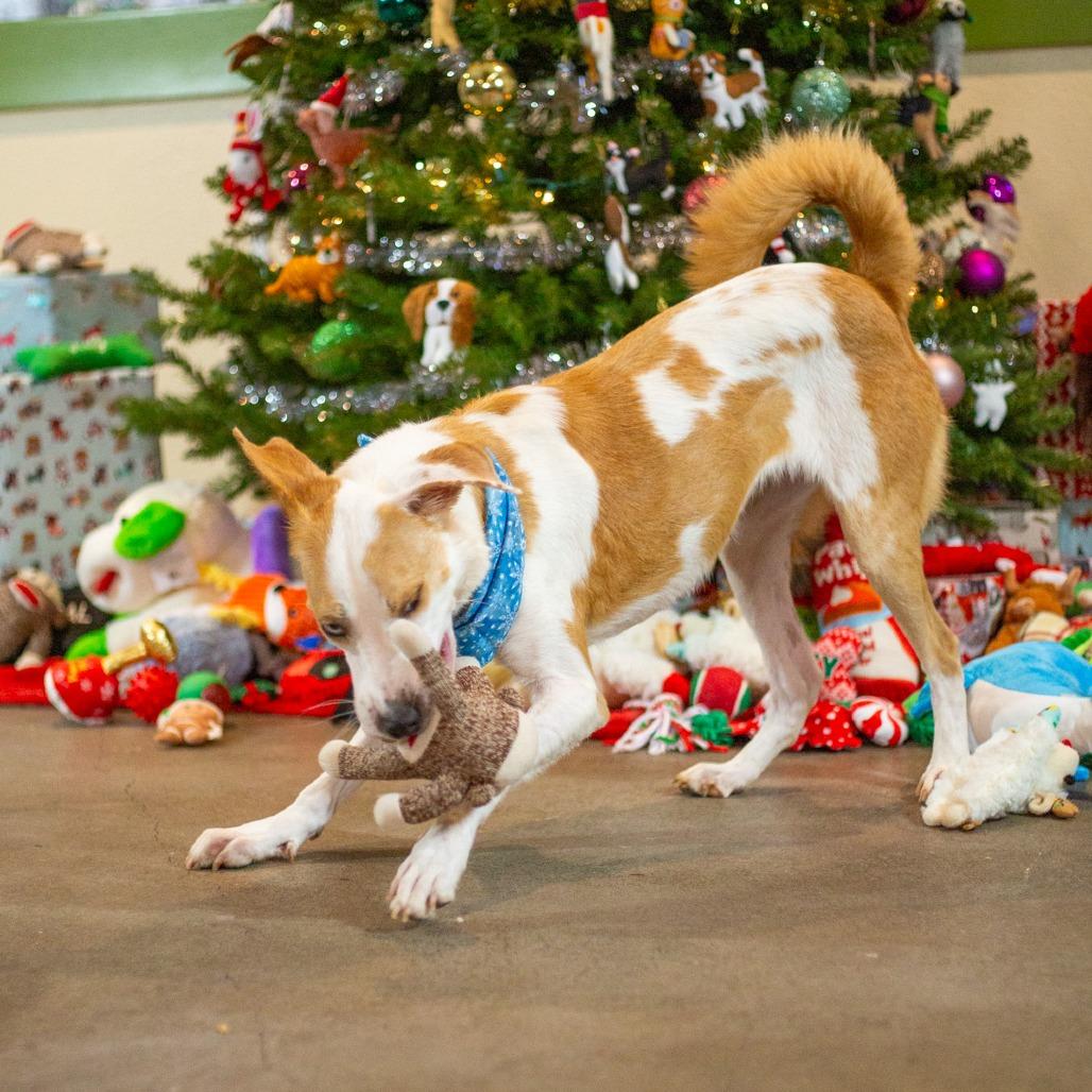 Enlarge Penny, a Adoptable mixed breed in Kailua Kona, HI image 5/6