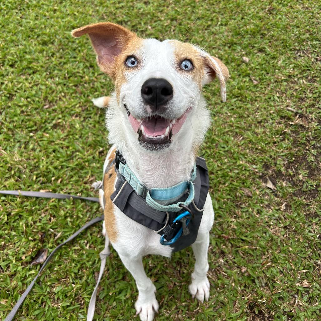 Enlarge Penny, a Adoptable mixed breed in Kailua Kona, HI image 6/6