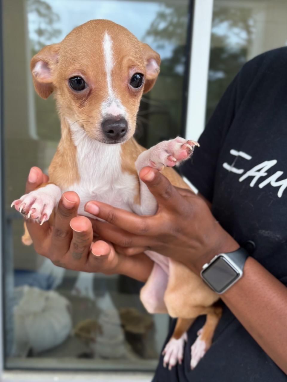 Demi, ADOPTABLE, Puppy Female Chihuahua.