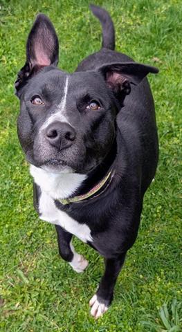 BOUNCY, Adoptable, Young Female Labrador Retriever & Mixed Breed.