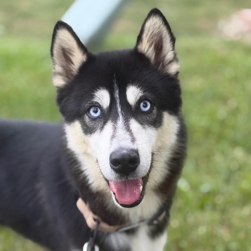 Archie - yellow, Adoptable, Young Male Husky.
