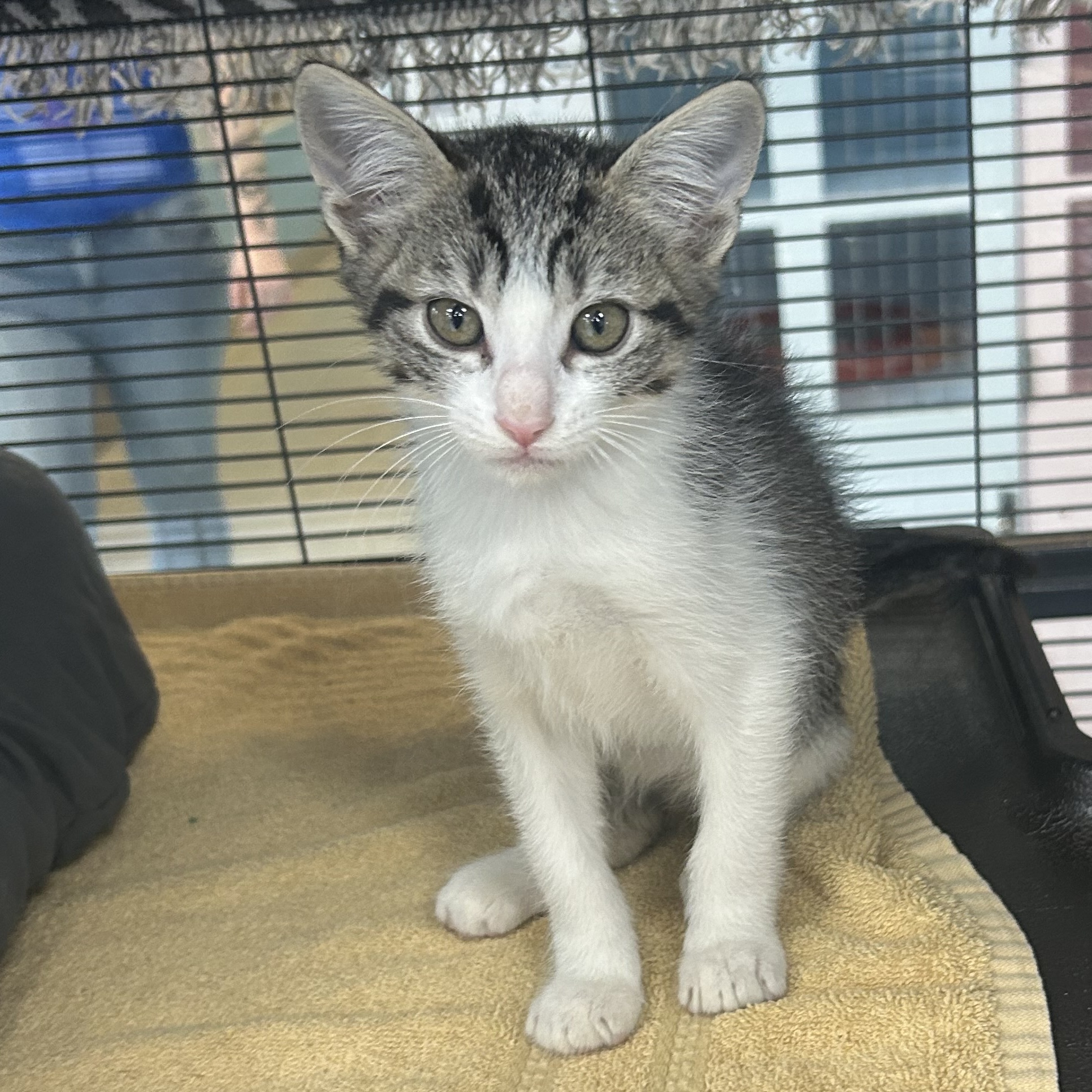 Cat for adoption Tucan, a Domestic Short Hair in Charleston, SC