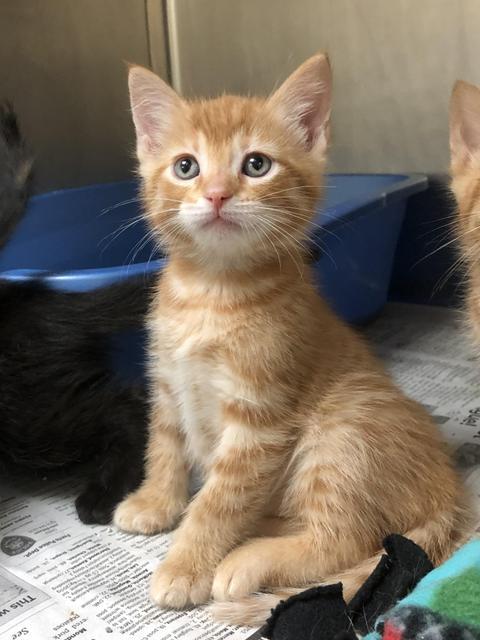 Enlarge Neptune, a Adopted Domestic Short Hair in Red Oak, TX image 1/1