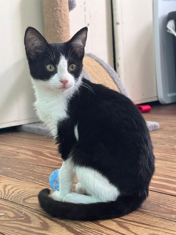 Alaska, Adoptable, Young Female Domestic Short Hair.
