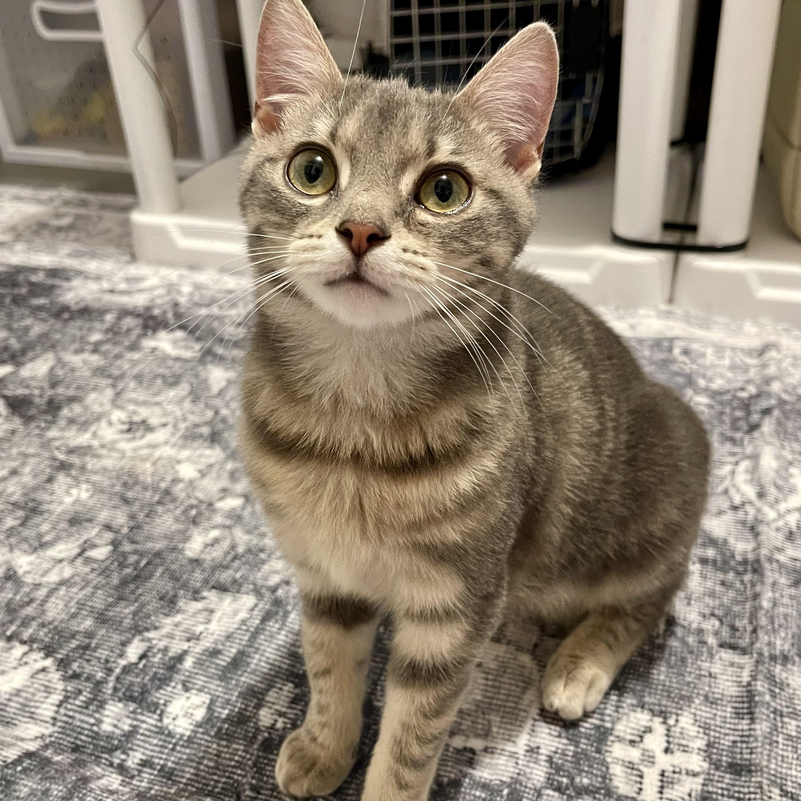Enlarge Sassy, a Adoptable Domestic Short Hair in Richmond, VA image 4/4